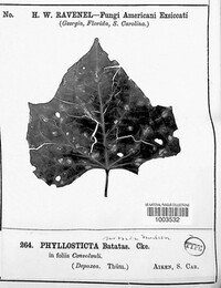 Phyllosticta batatas image